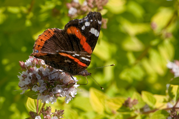 Vulcain (Vanessa atalanta) &copy; J.-J. Carlier